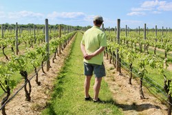 Suhru winemaker Russell Hearn inspecting the vines in the vineyard