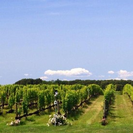 Long Island Wine Producers Link Grape Experimentation to Sustainability